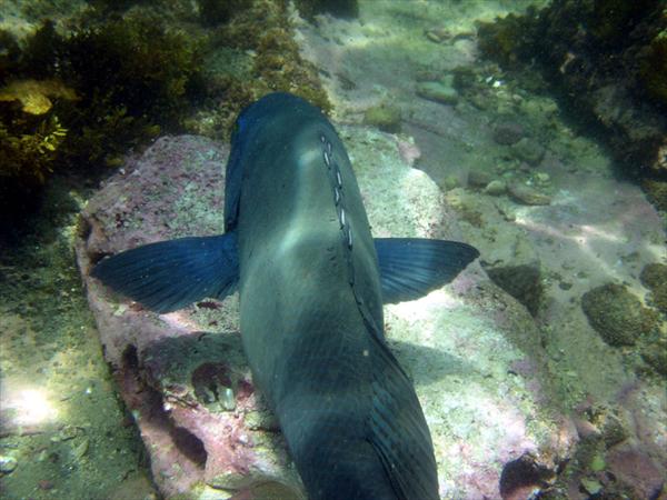 Latest image from Australia General pics - Dec 2003 - Jan 2004