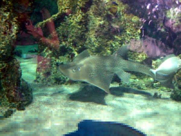 DSCF0019.jpg