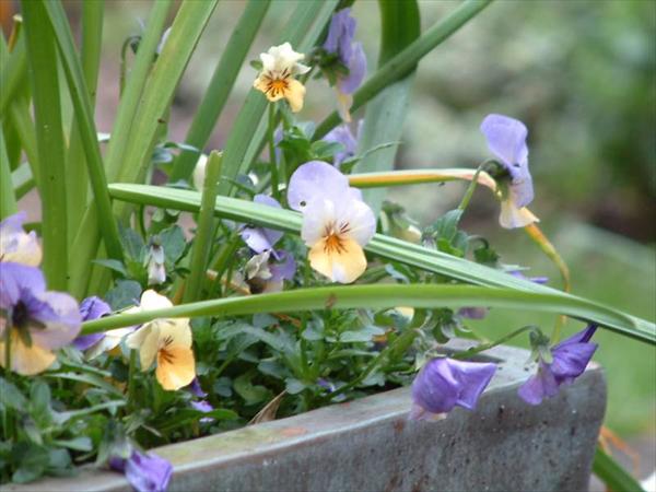 Flowers in the Garden