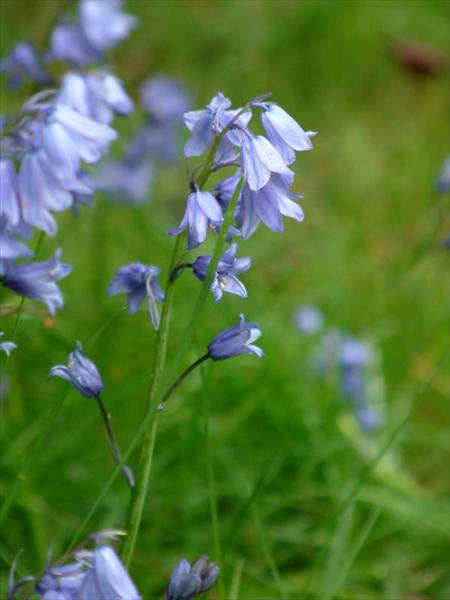 Flowers in the Garden