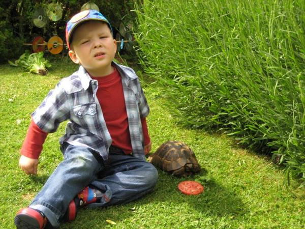 Feeding The Tortoise