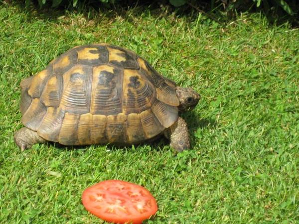 Tarzan The Tortoise