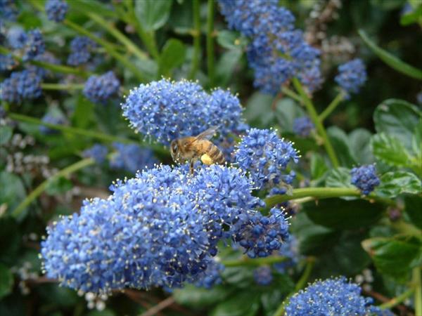 Busy Bee
