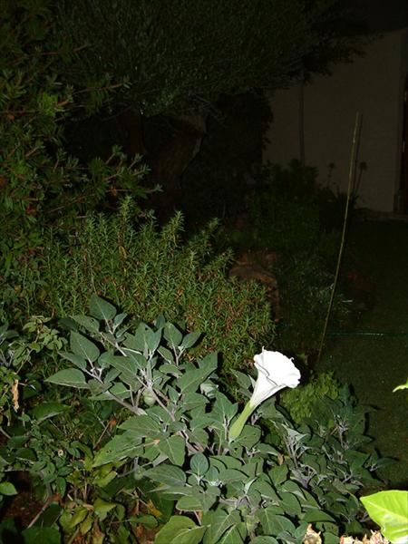 DSCF0132.jpg