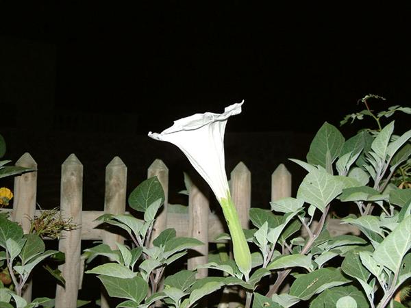 DSCF0136.jpg