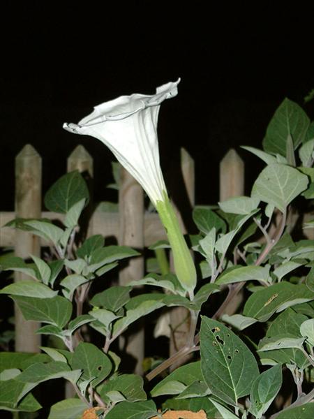 DSCF0137.jpg