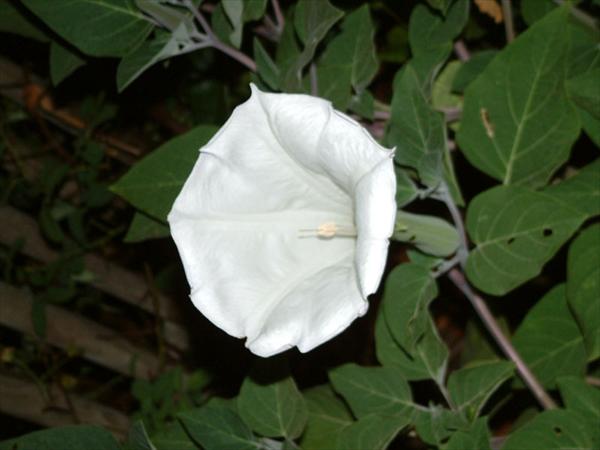DSCF0138.jpg