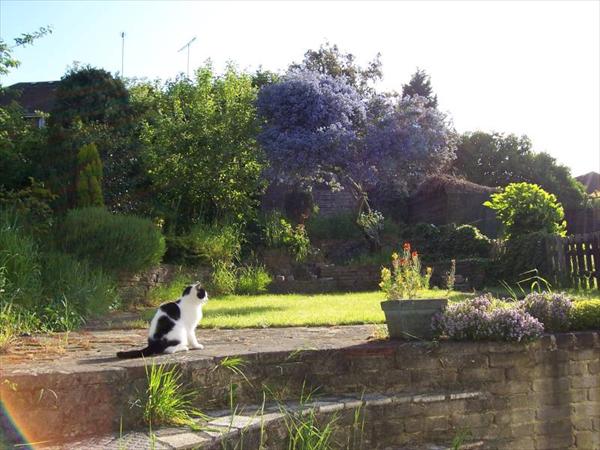 Molly in the garden