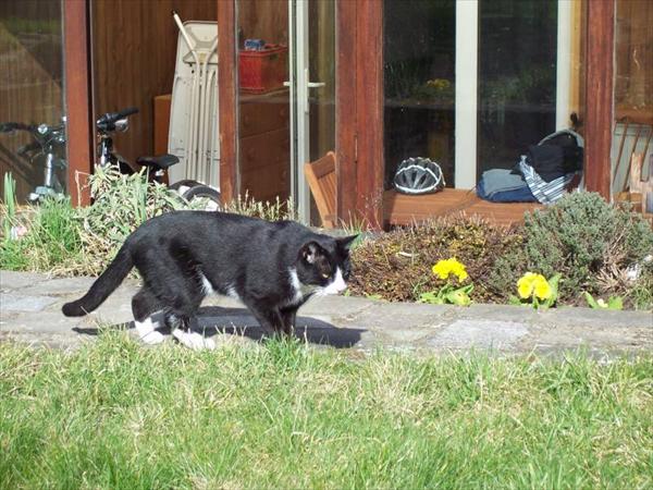 On the prowl